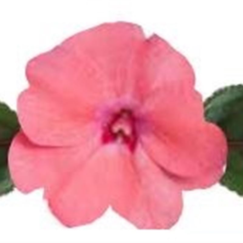 Coral Pink® Compact